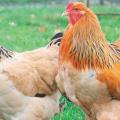 Poulet