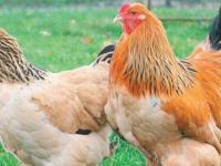Poulet